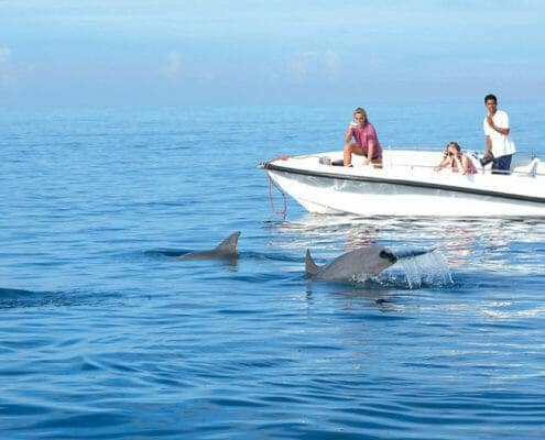 swim with dolphins speed boat