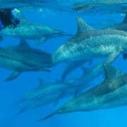 swim with dophins catamaran tours